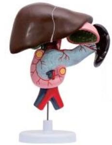 十二指腸、胰、脾解剖模型
