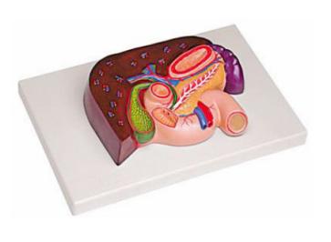 肝、胰、脾、十二指腸、胃模型